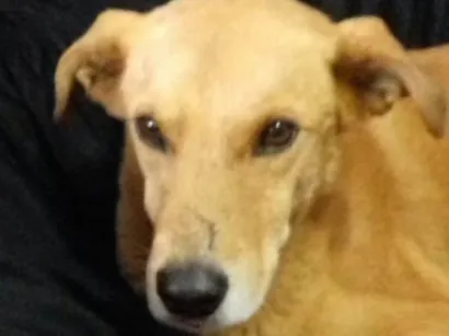 Cachorro raça SRD idade 6 ou mais anos nome Amarelo