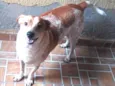 Tobby