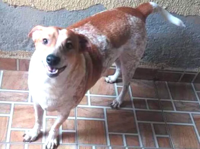 Cachorro ra a  idade 1 ano nome Tobby