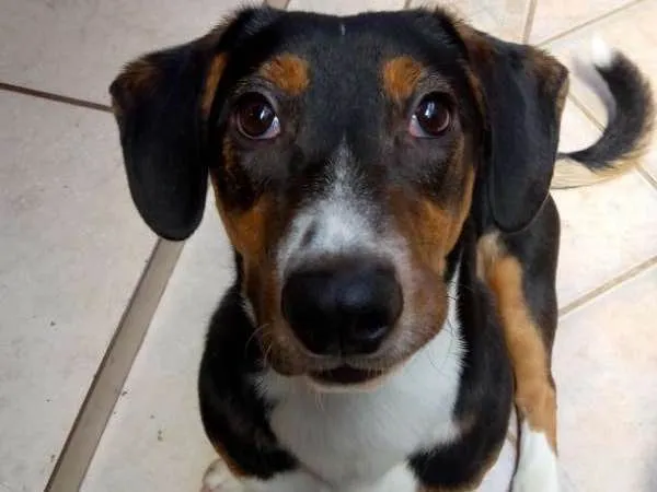 Cachorro ra a SRD idade 7 a 11 meses nome Bingo
