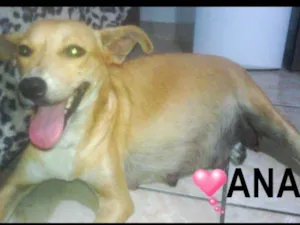 Cachorro raça srd idade 2 anos nome Ana