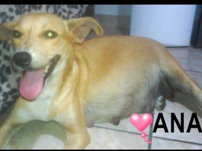 Cachorro ra a srd idade 2 anos nome Ana