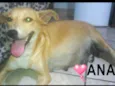 Ana