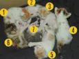 7 Gatinhos