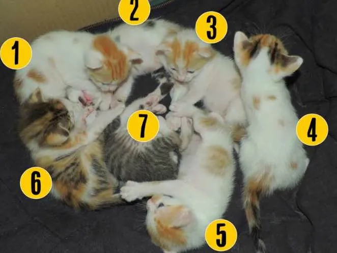 Gato ra a  idade Abaixo de 2 meses nome 7 Gatinhos