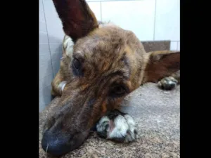 Cachorro raça SRD idade 1 ano nome Rajadinha