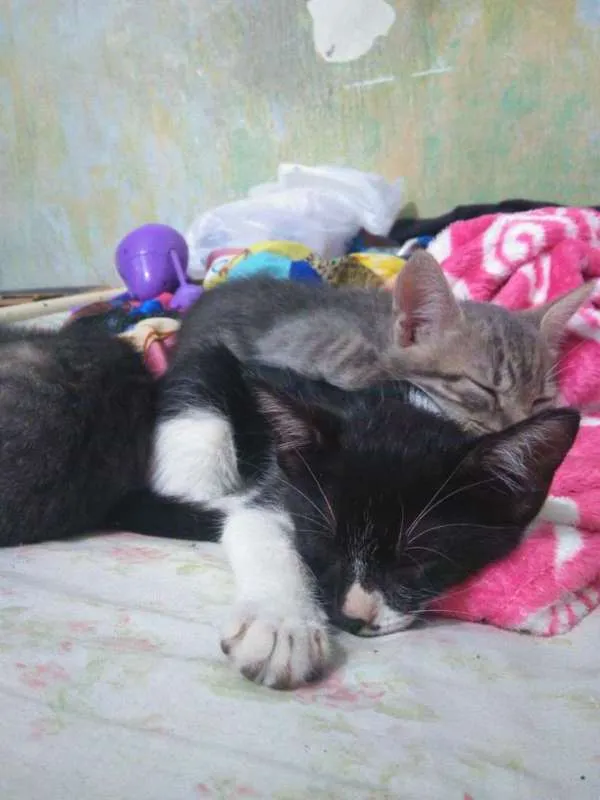 Gato raça Vira Lata idade 2 a 6 meses nome Sem Nome