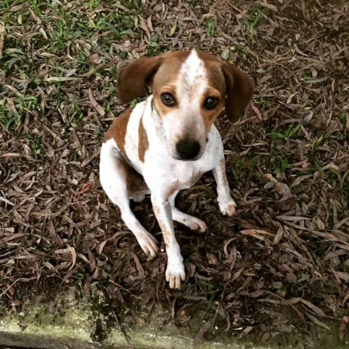 Cachorro ra a SRD idade 1 ano nome Julieta