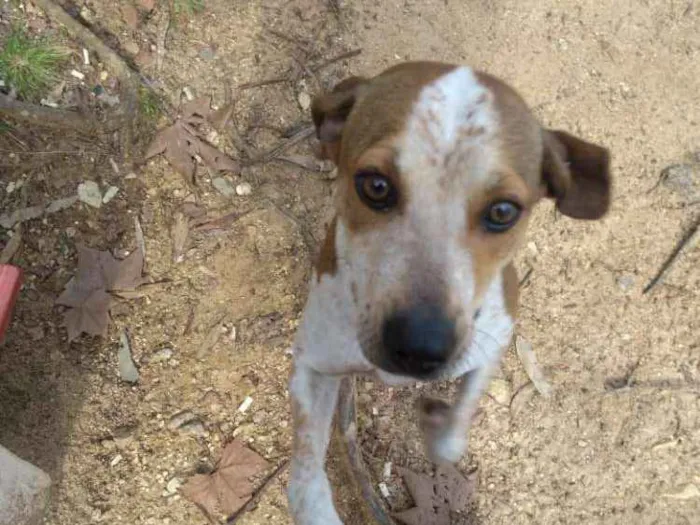 Cachorro ra a SRD idade 1 ano nome Julieta