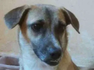 Cachorro raça Sem raça idade  nome Sem nome