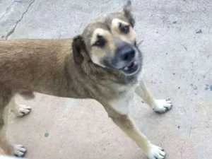 Cachorro raça SRD idade 1 ano nome Will