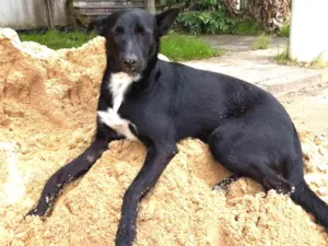 Cachorro raça SRD idade 1 ano nome Preta