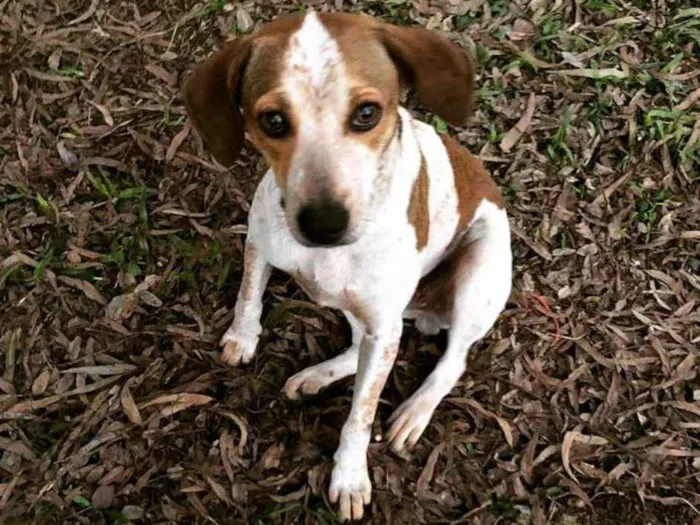 Cachorro ra a SRD idade 1 ano nome Julieta