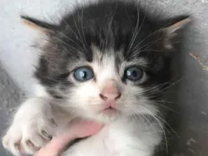 Gato raça  idade Abaixo de 2 meses nome filhotinhos