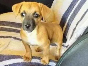 Cachorro raça Srd idade 2 a 6 meses nome Alici