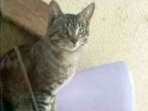 Gato raça SRD idade 1 ano nome Mike