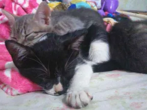 Gato raça Vira Lata idade 2 a 6 meses nome Sem Nome
