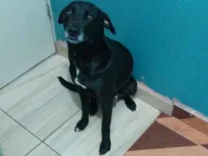 Cachorro raça Srd idade 1 ano nome Hulk
