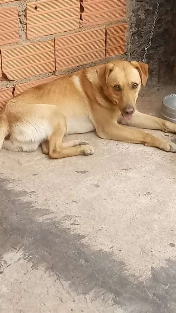 Cachorro ra a Labrador com vira lata idade 1 ano nome Spayk