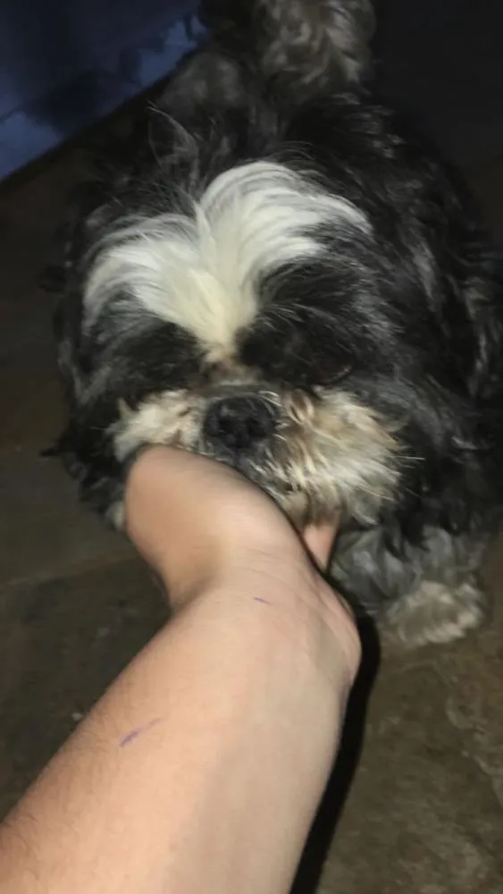 Cachorro ra a Shiztzu idade 3 anos nome Ted