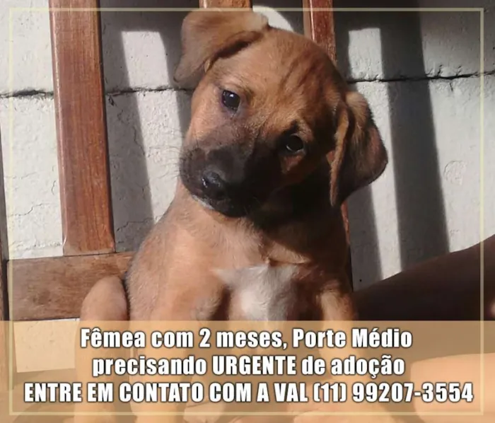 Cachorro ra a Sem raça definida idade 2 a 6 meses nome Filhotes Val