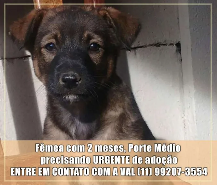 Cachorro ra a Sem raça definida idade 2 a 6 meses nome Filhotes Val