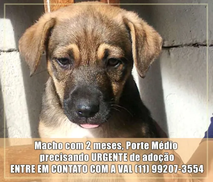Cachorro ra a Sem raça definida idade 2 a 6 meses nome Filhotes Val
