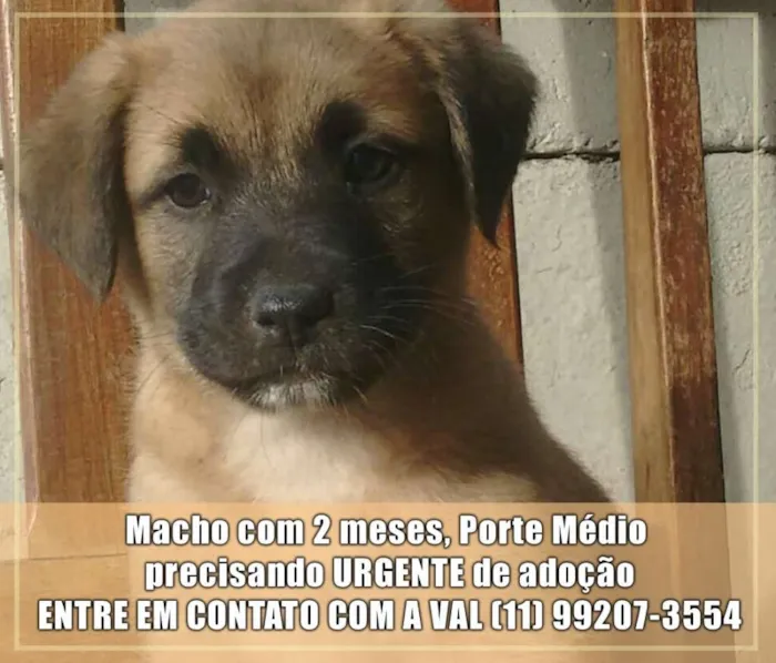 Cachorro ra a Sem raça definida idade 2 a 6 meses nome Filhotes Val