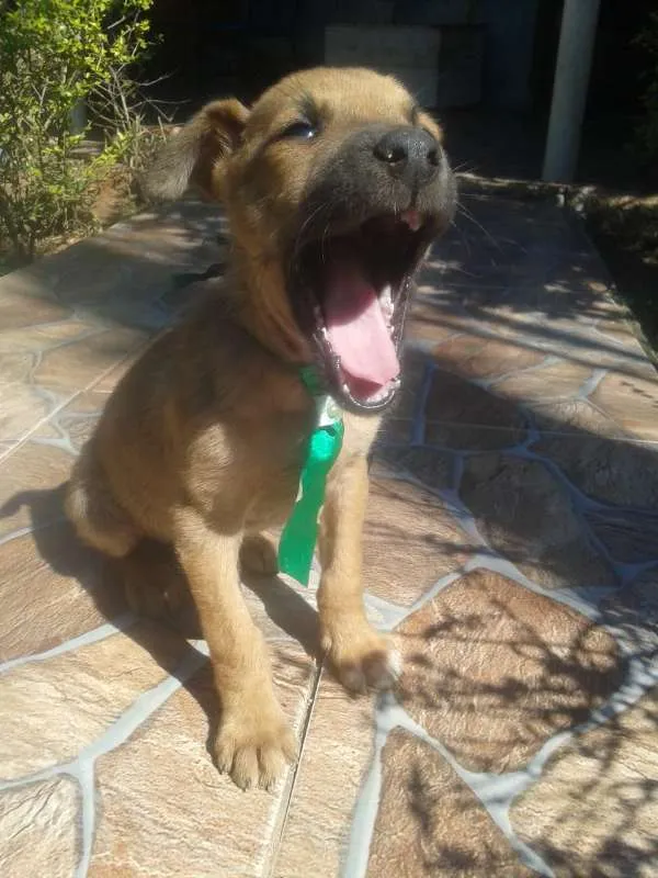 Cachorro ra a SRD idade 2 a 6 meses nome Raiden