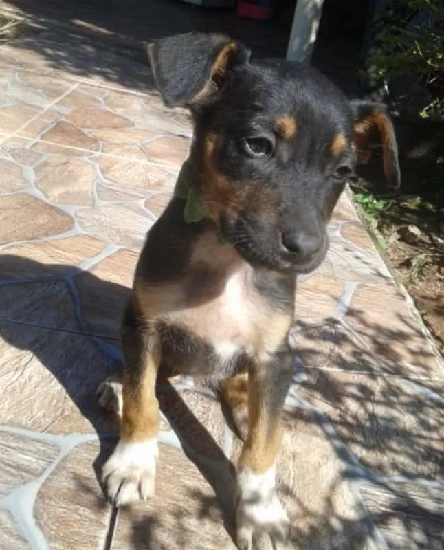 Cachorro ra a Srd idade 2 a 6 meses nome Akira