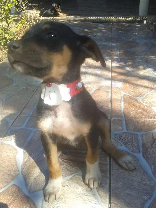 Cachorro ra a  idade 2 a 6 meses nome Emi