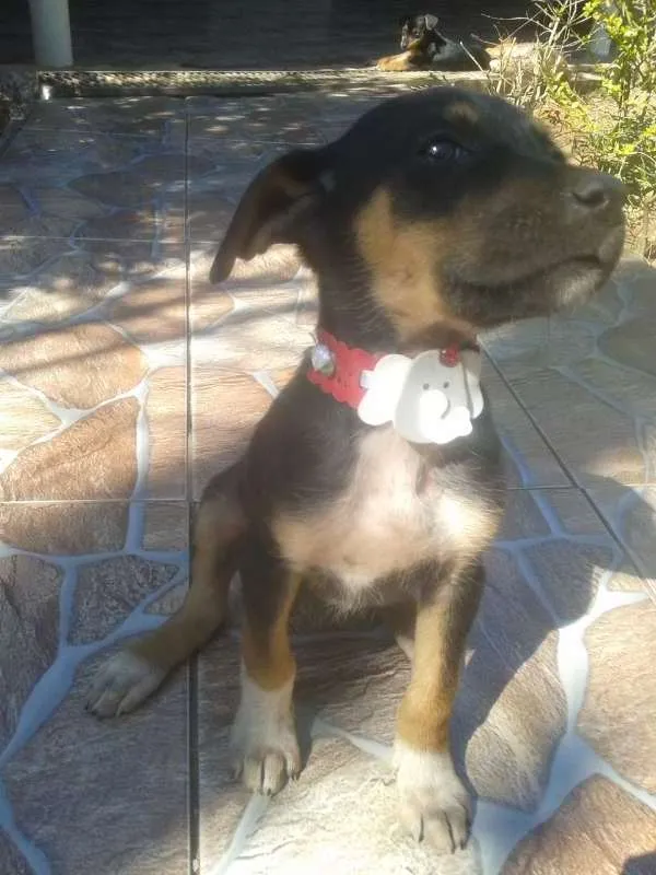 Cachorro ra a  idade 2 a 6 meses nome Emi