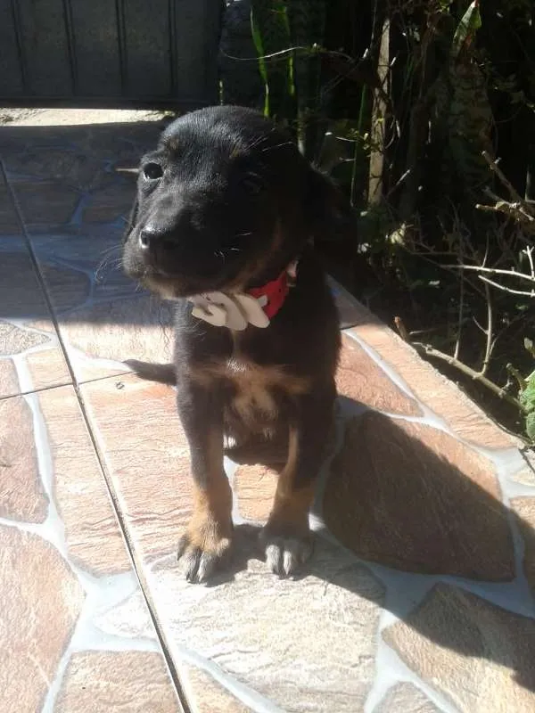 Cachorro ra a srd idade 2 a 6 meses nome Aika