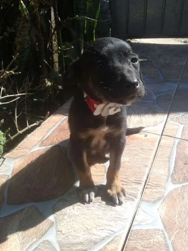 Cachorro ra a srd idade 2 a 6 meses nome Aika