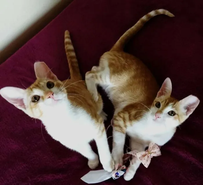 Gato ra a srd idade 2 a 6 meses nome Cheddar e Mussarela