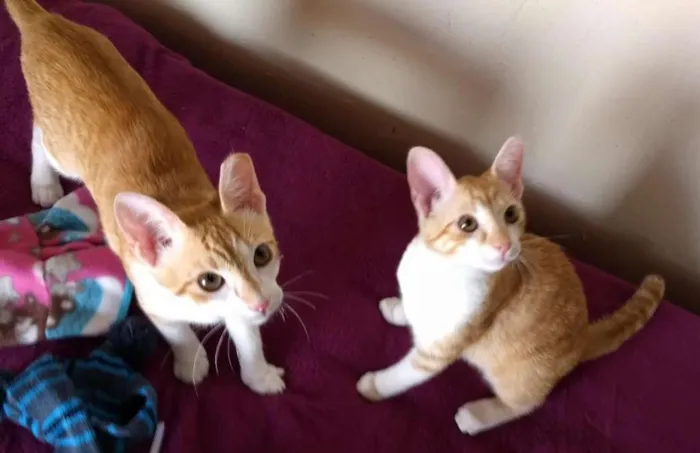 Gato ra a srd idade 2 a 6 meses nome Cheddar e Mussarela