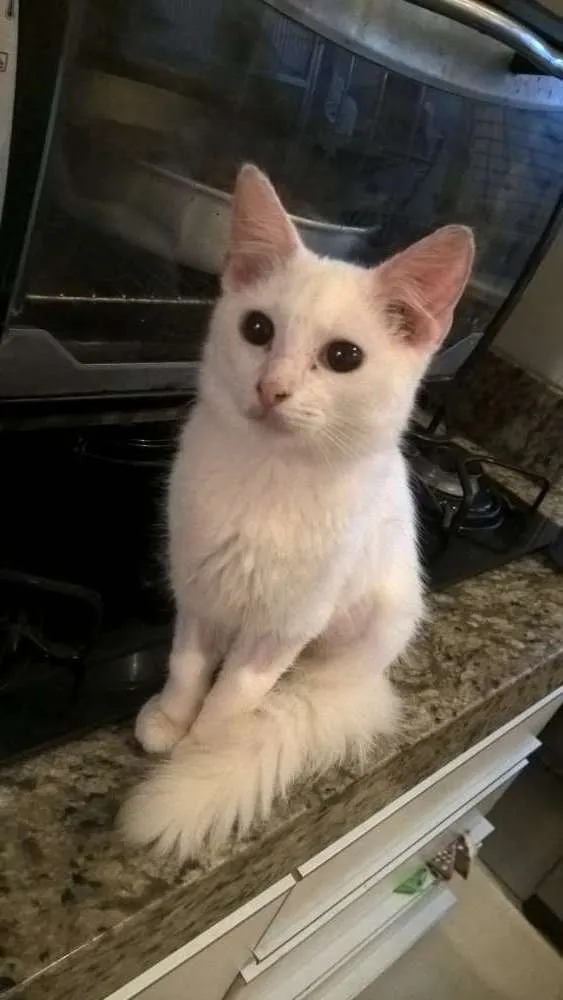 Gato ra a  idade  nome Não tem