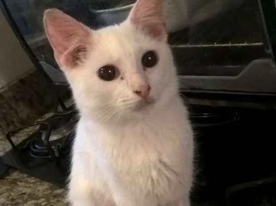 Gato ra a  idade  nome Não tem