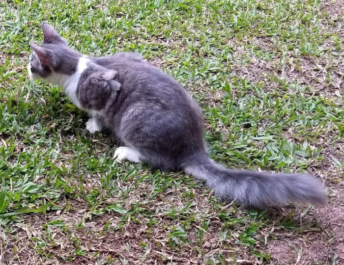 Gato ra a SRD idade 7 a 11 meses nome Kono Kalakaua