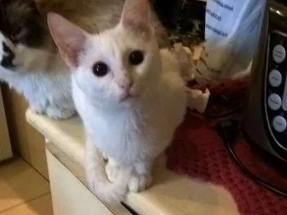 Gato ra a  idade  nome Não tem