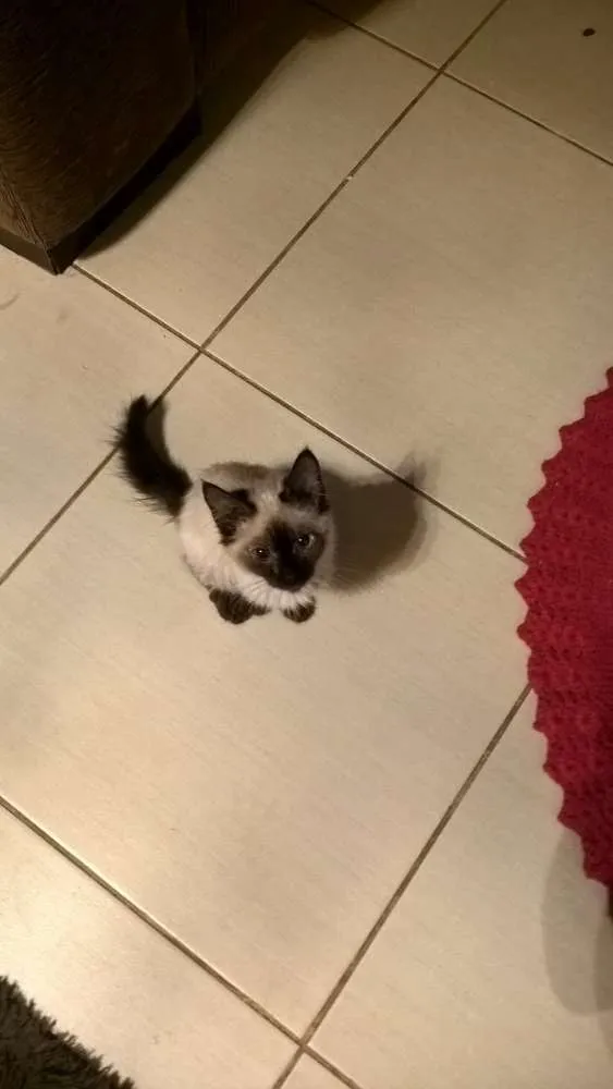 Gato ra a  idade  nome Não tem 