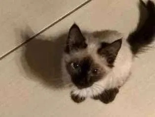 Gato ra a  idade  nome Não tem 