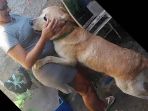 Cachorro raça Labrador idade 5 anos nome Bonifácio
