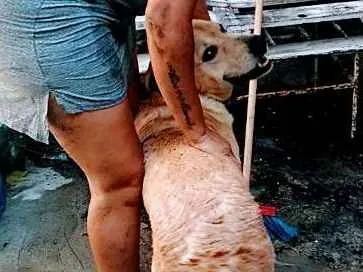 Cachorro raça Labrador idade 5 anos nome Bonifácio