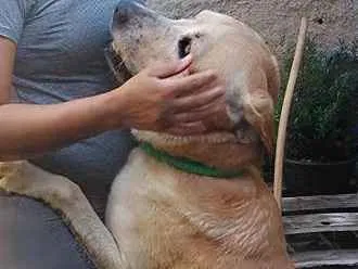 Cachorro raça Labrador idade 5 anos nome Bonifácio