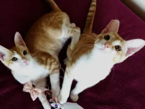 Gato raça srd idade 2 a 6 meses nome Cheddar e Mussarela