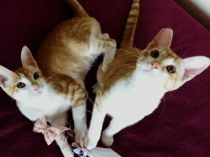 Gato ra a srd idade 2 a 6 meses nome Cheddar e Mussarela