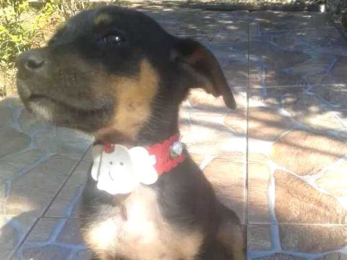 Cachorro ra a  idade 2 a 6 meses nome Emi