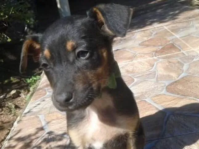 Cachorro ra a Srd idade 2 a 6 meses nome Akira