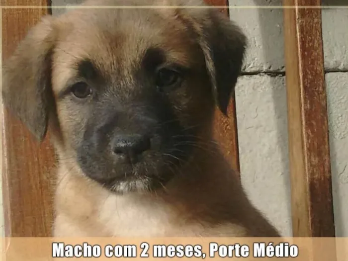 Cachorro ra a Sem raça definida idade 2 a 6 meses nome Filhotes Val